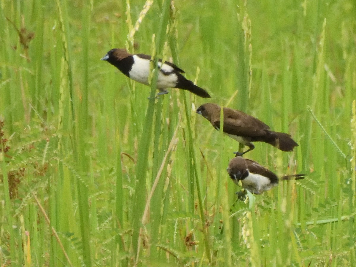 Capuchino de Java - ML644018918