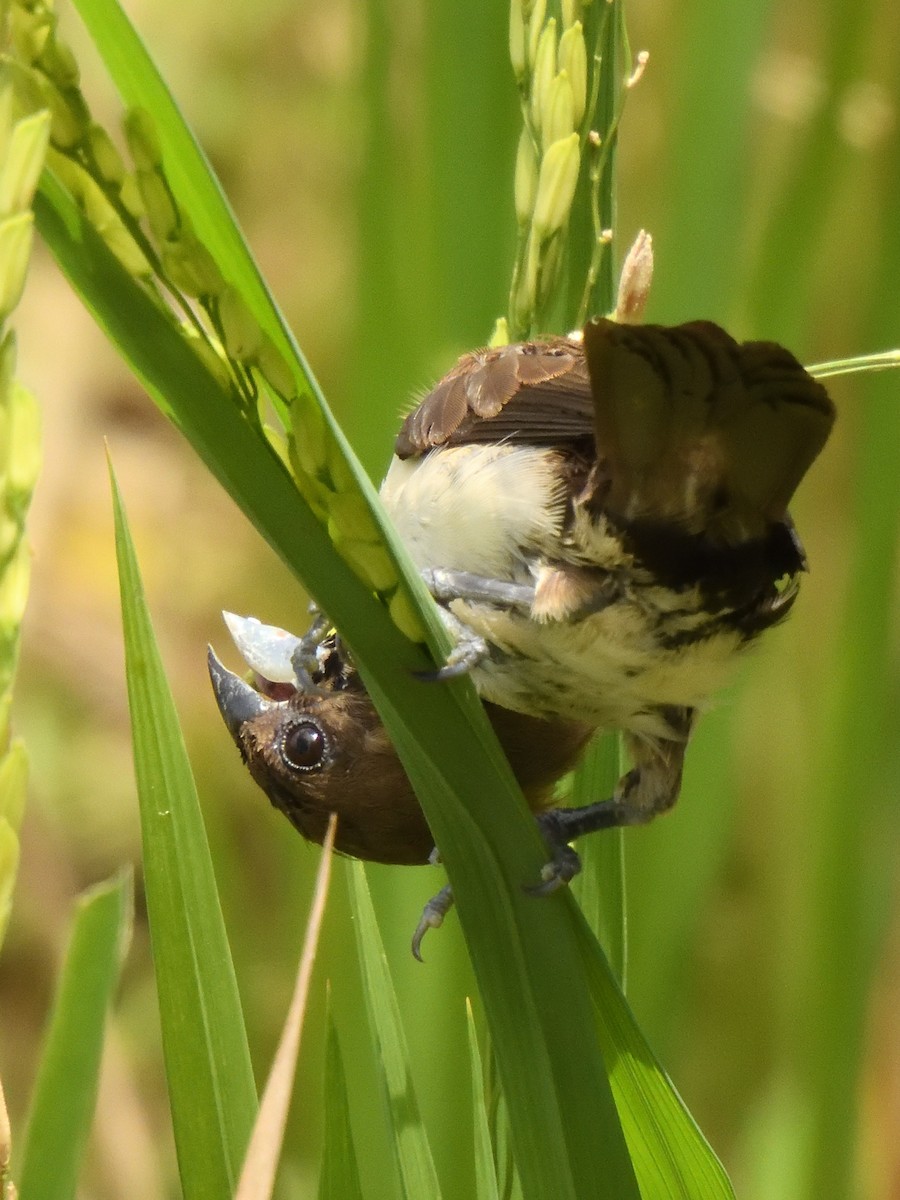 Capuchino de Java - ML644018919