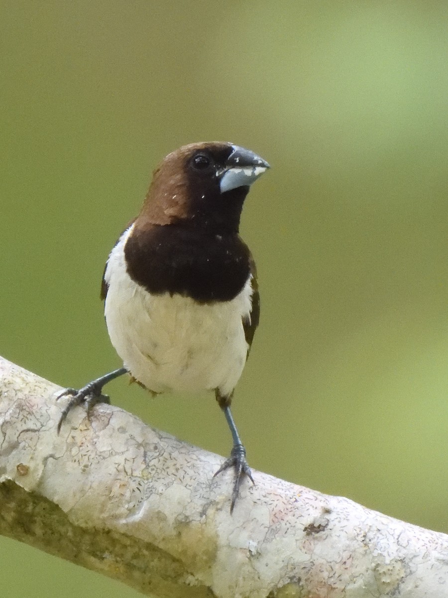 Capuchino de Java - ML644018920