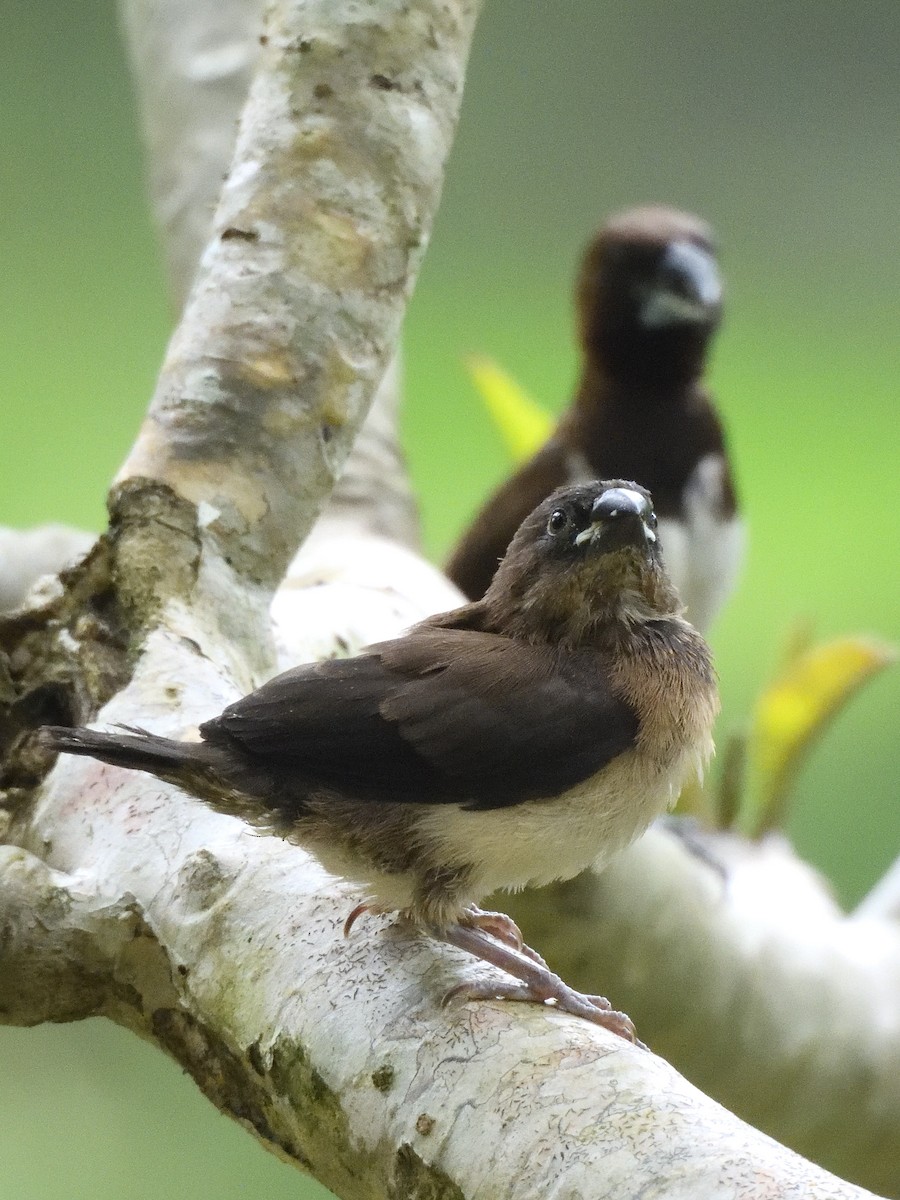 Capuchino de Java - ML644018924