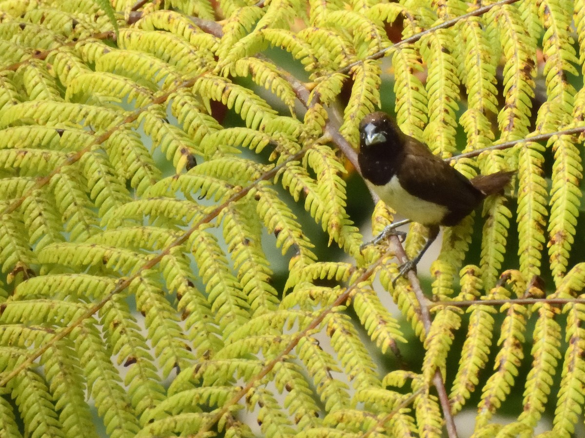 Capuchino de Java - ML644018925