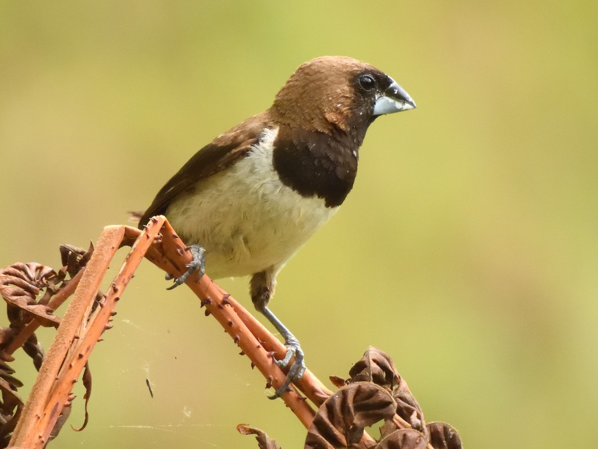 Capuchino de Java - ML644018927