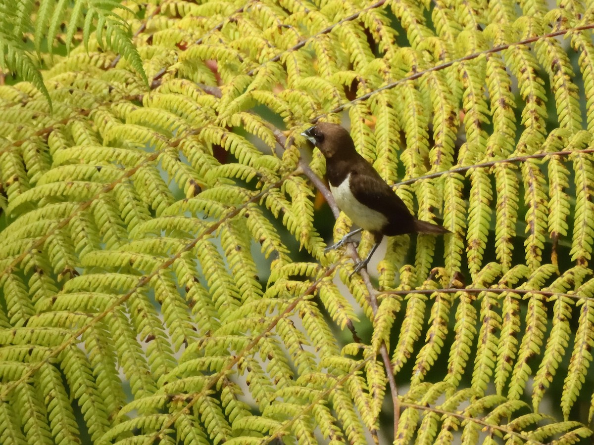 Capuchino de Java - ML644018928