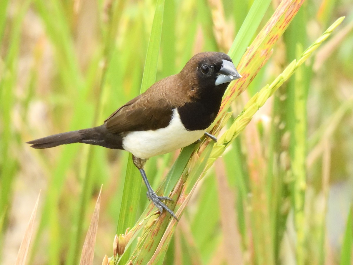 Capuchino de Java - ML644018930