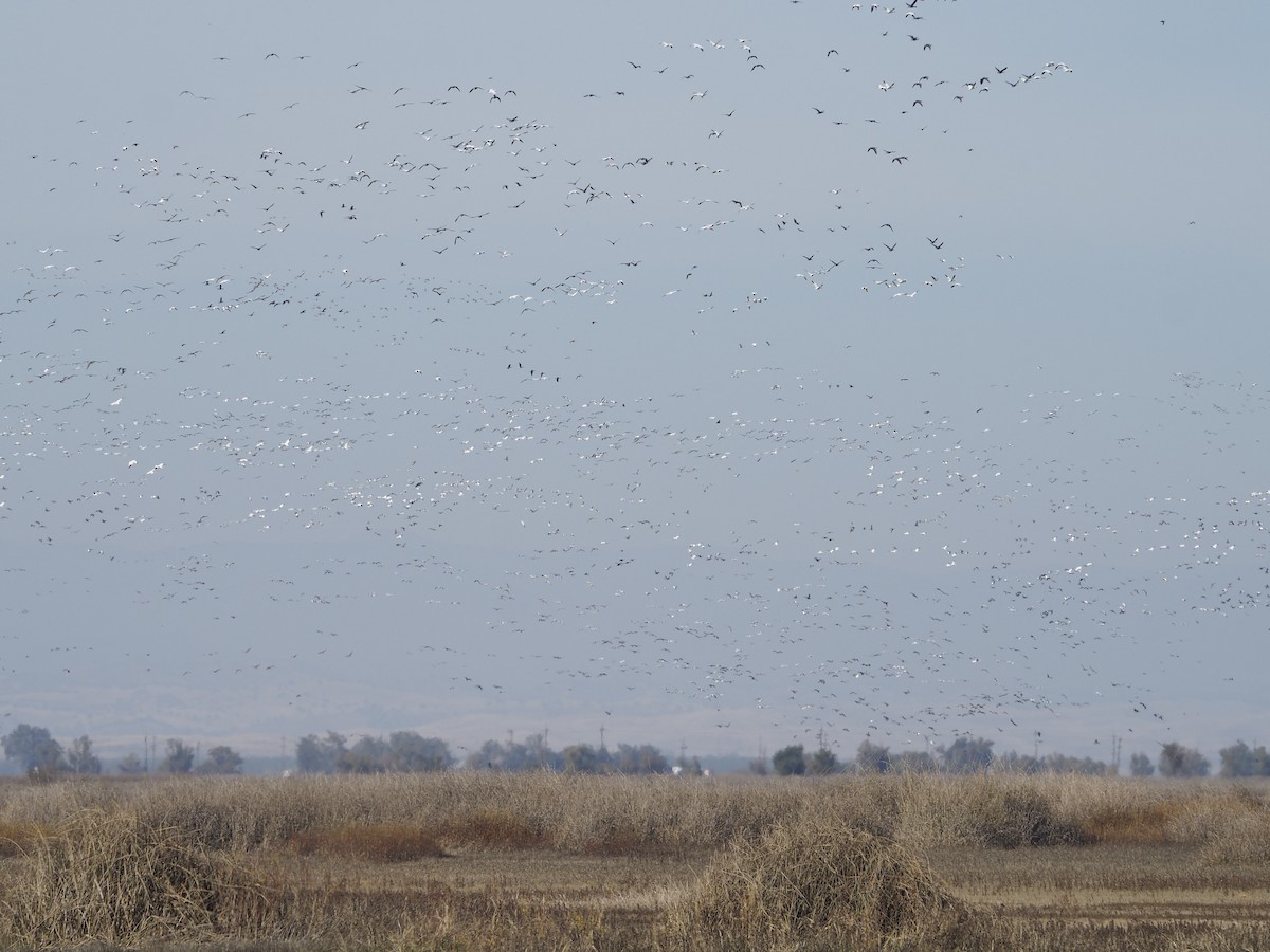 Greater White-fronted Goose - ML644018932