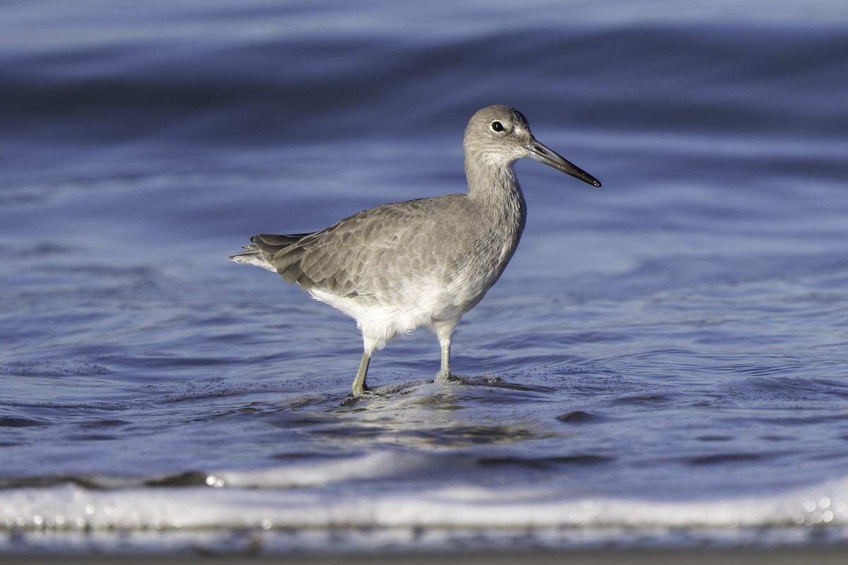 willetsnipe - ML644018935