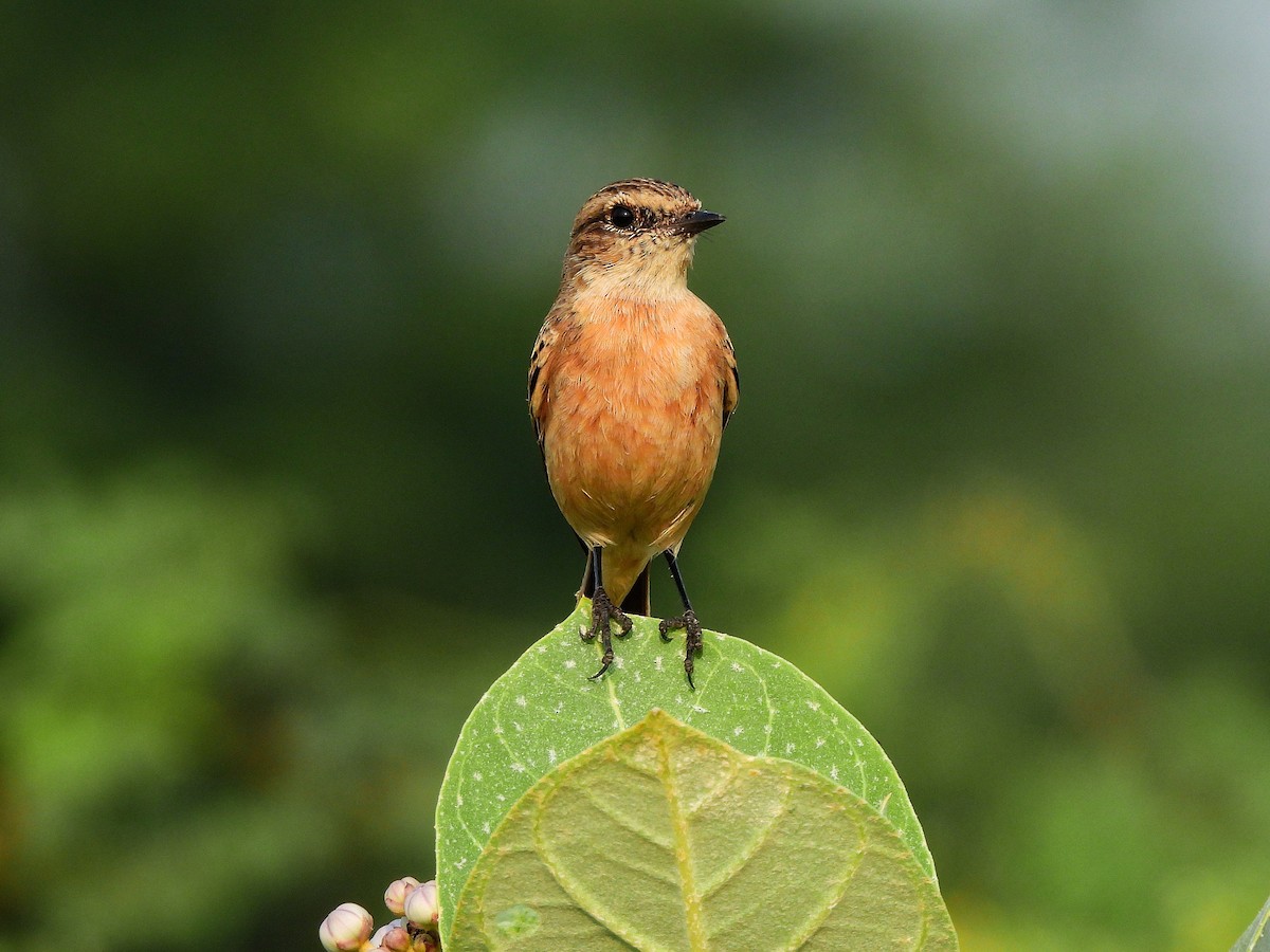 Siberian Stonechat - ML644018966