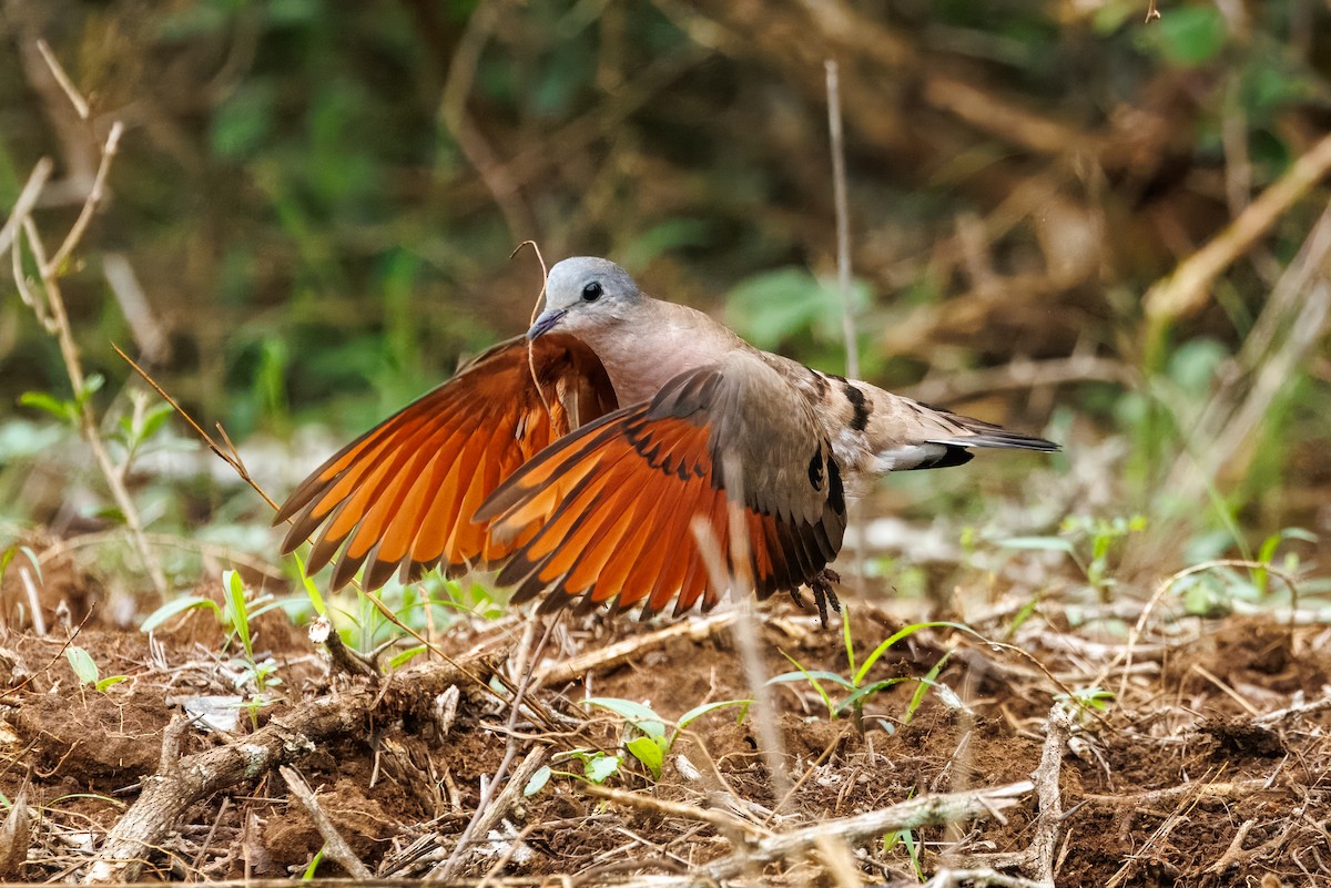 Emerald-spotted Wood-Dove - ML644018969