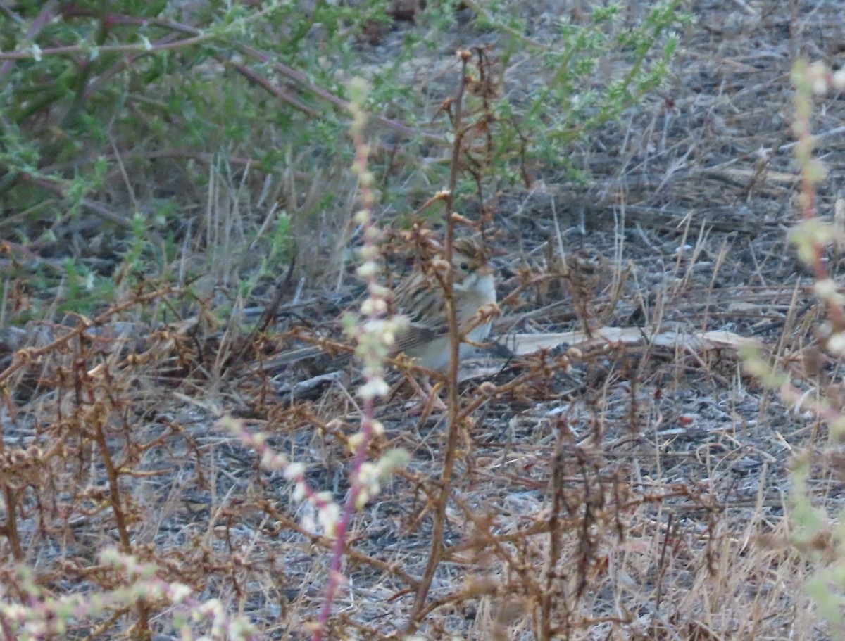 Clay-colored Sparrow - ML644018993