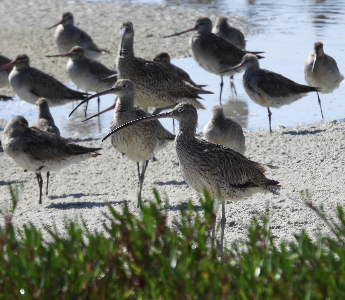 Far Eastern Curlew - Maylene McLeod