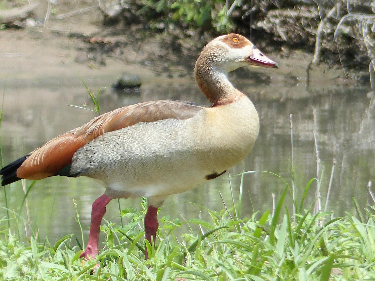 Egyptian Goose - ML644019056