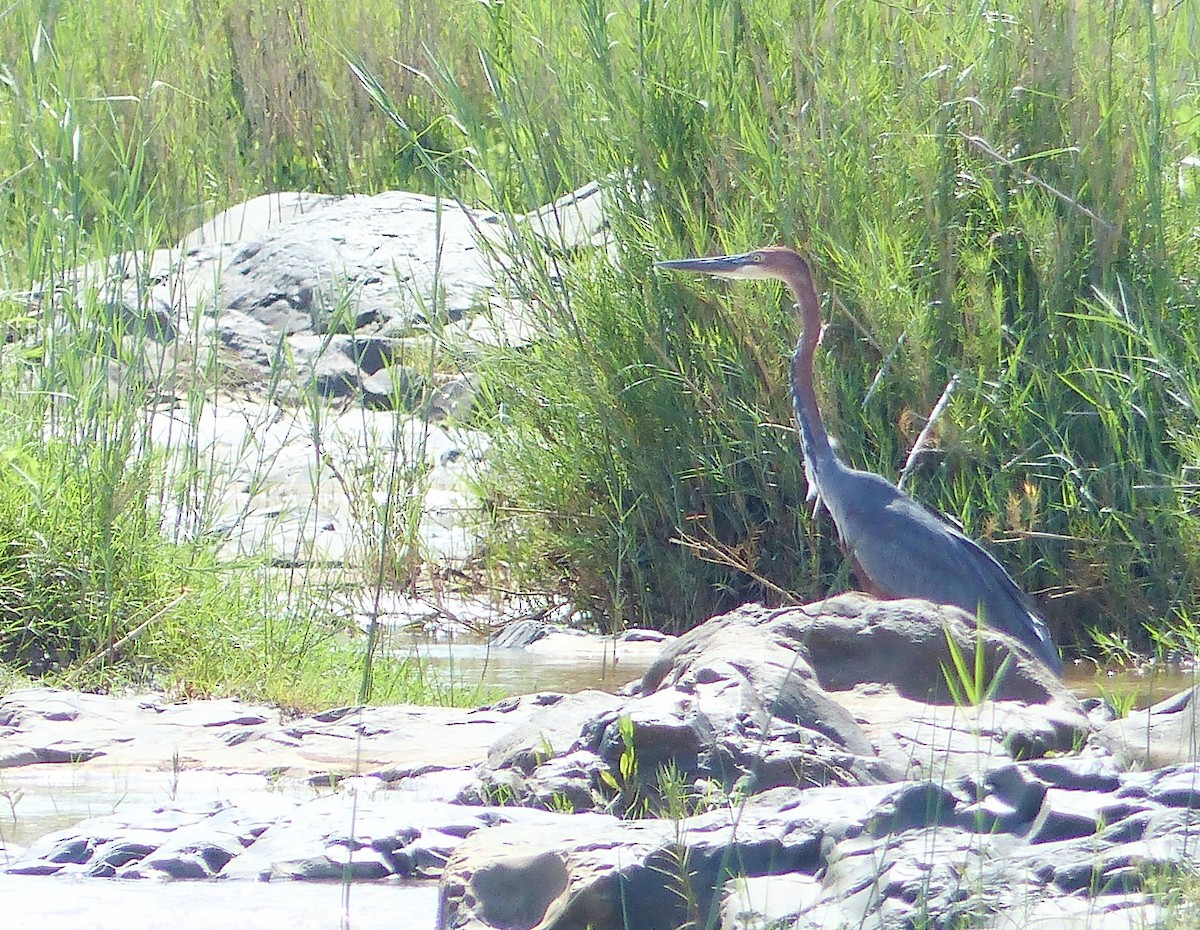 Goliath Heron - ML644019064