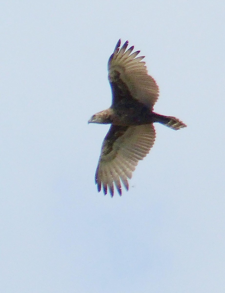 Brown Snake-Eagle - ML644019065