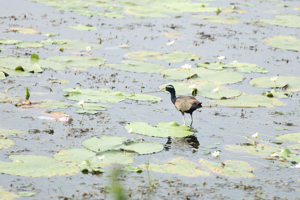 Bronze-winged Jacana - ML644019070