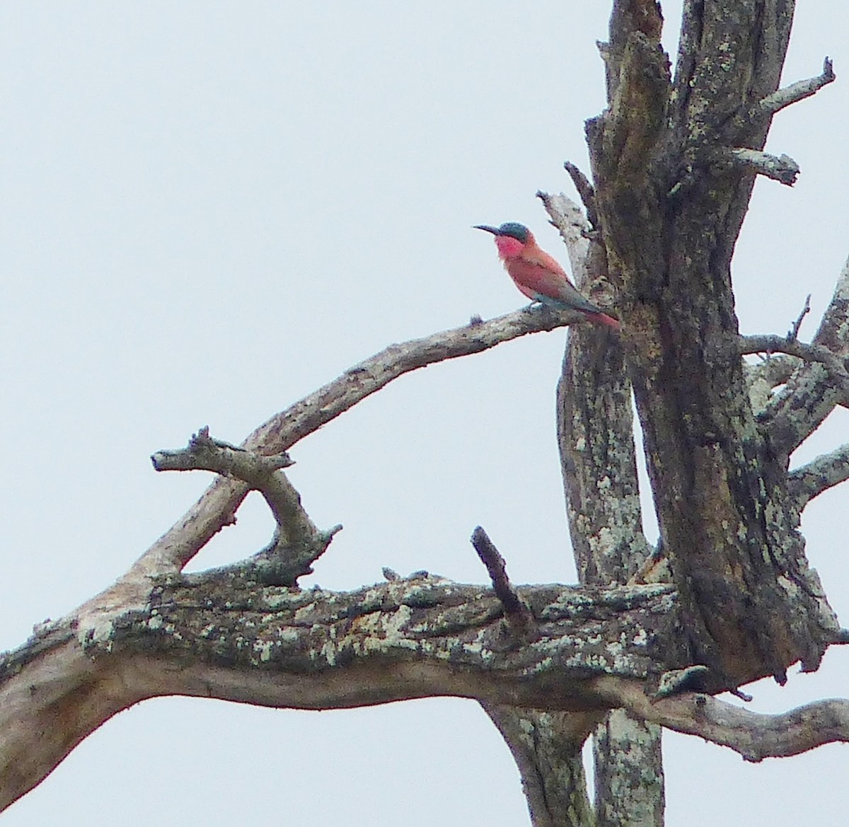 Southern Carmine Bee-eater - ML644019095