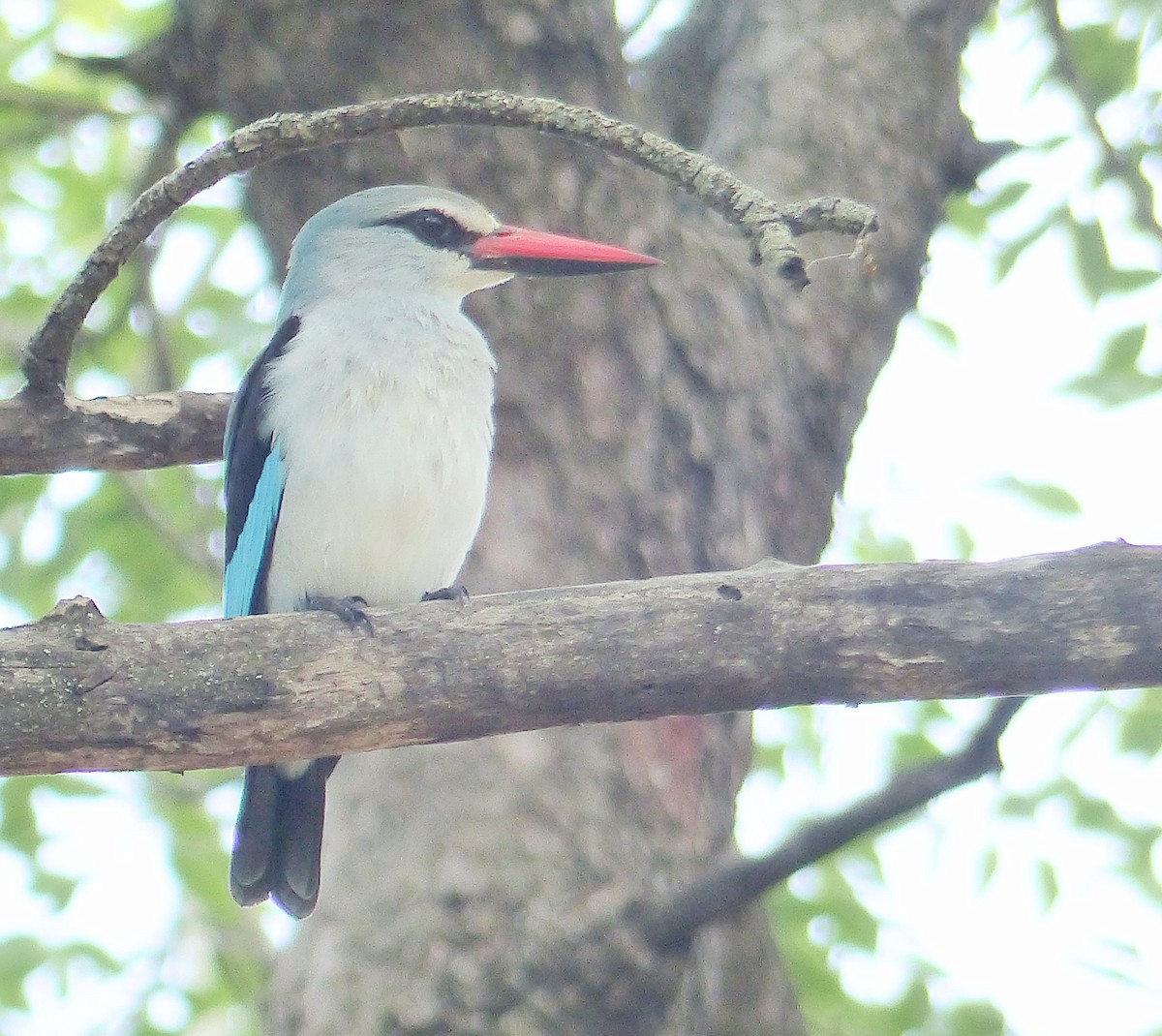 Woodland Kingfisher - ML644019097