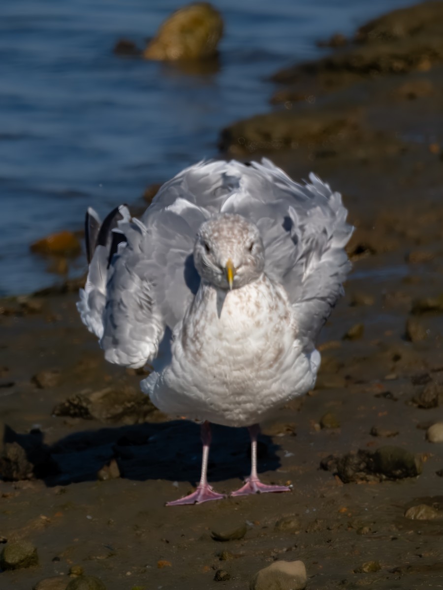 Iceland Gull (Thayer's) - ML644019098