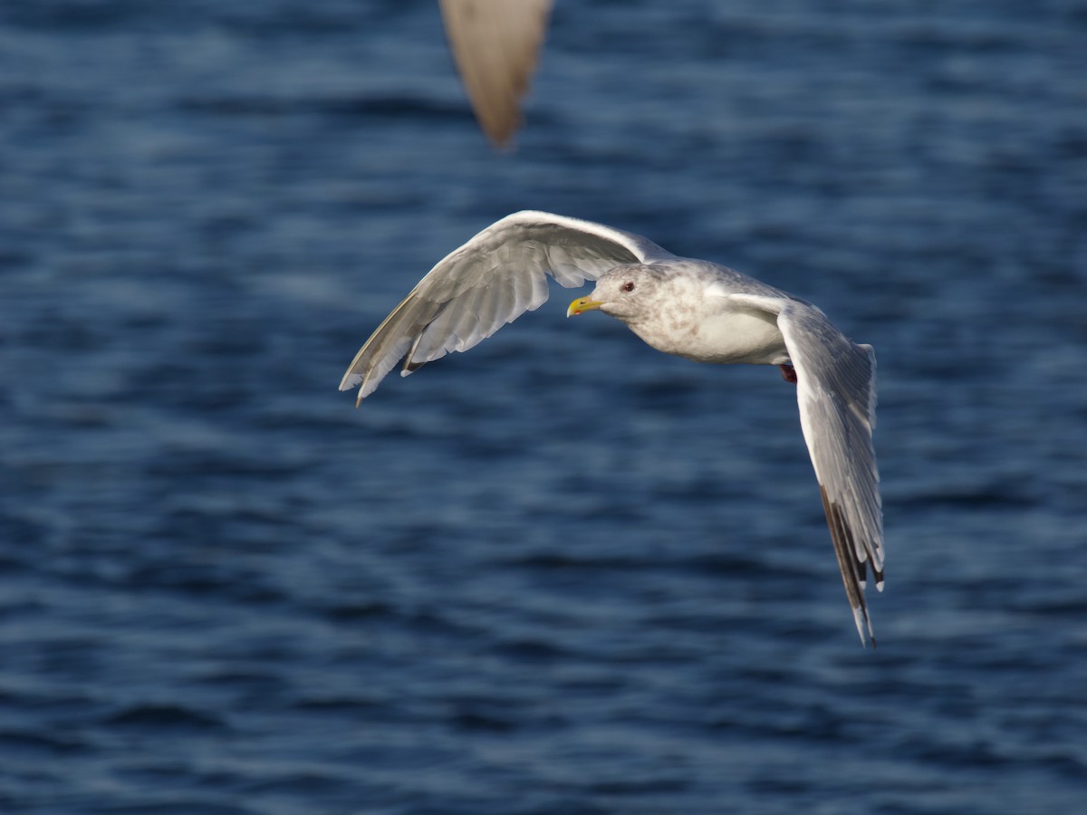 Iceland Gull (Thayer's) - ML644019099