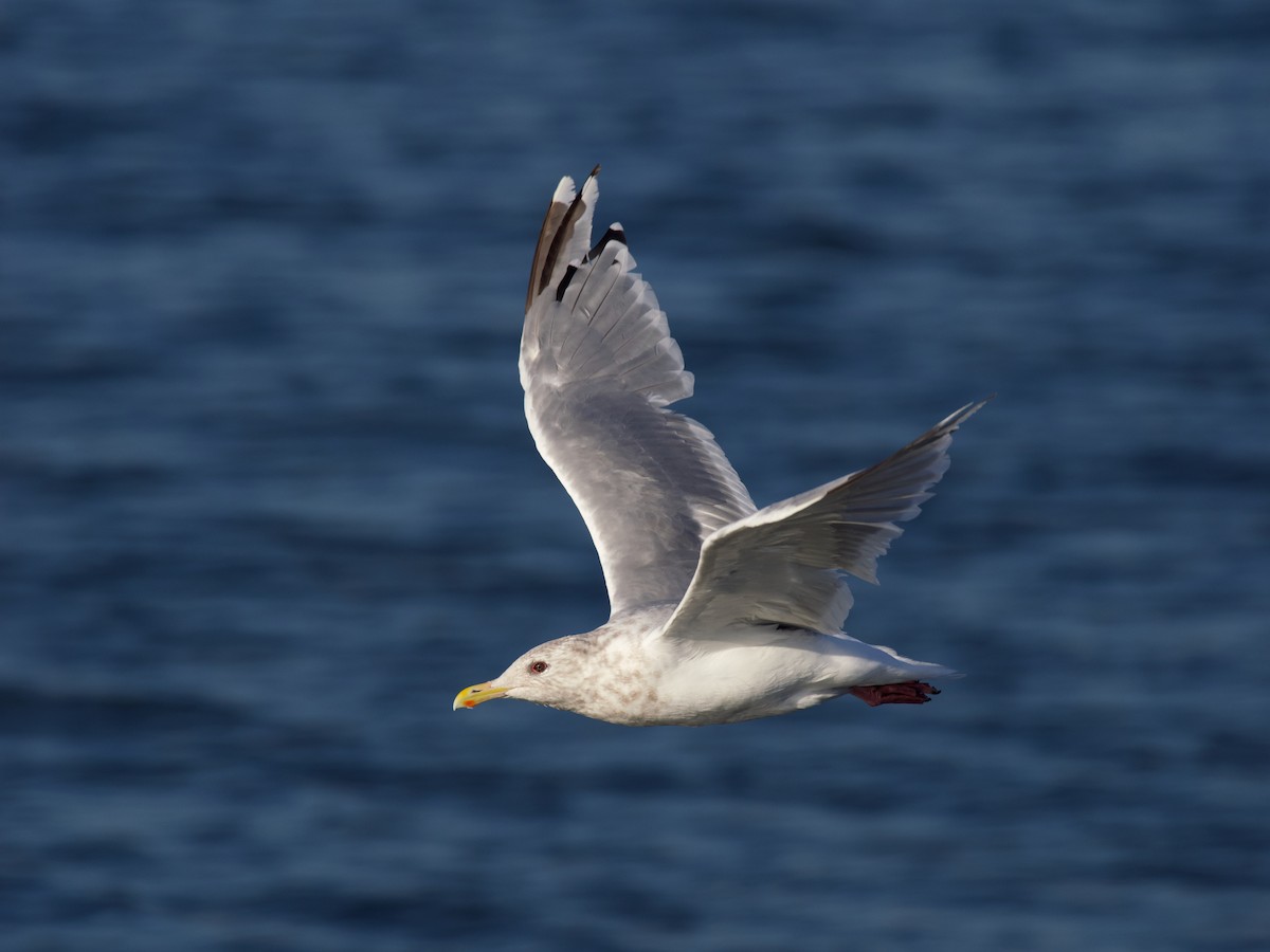 Iceland Gull (Thayer's) - ML644019100