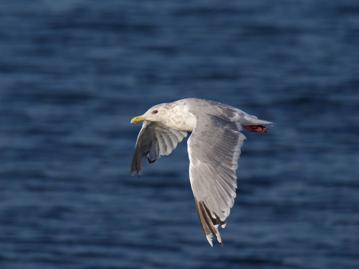 Iceland Gull (Thayer's) - ML644019101