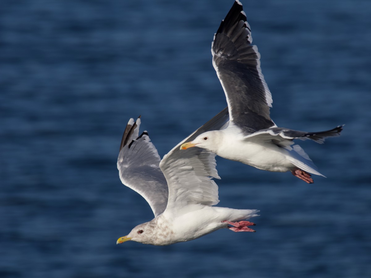 Iceland Gull (Thayer's) - ML644019102