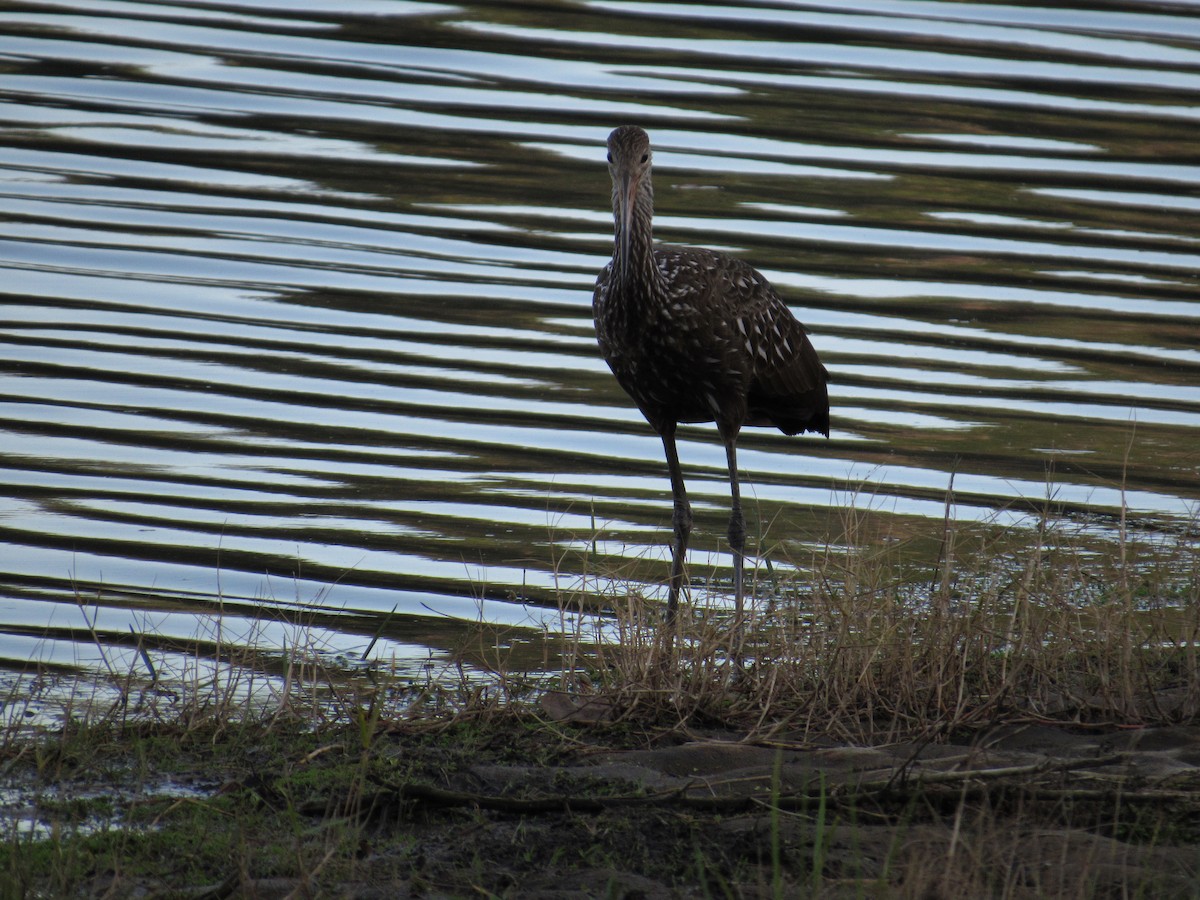 Limpkin - ML644019124