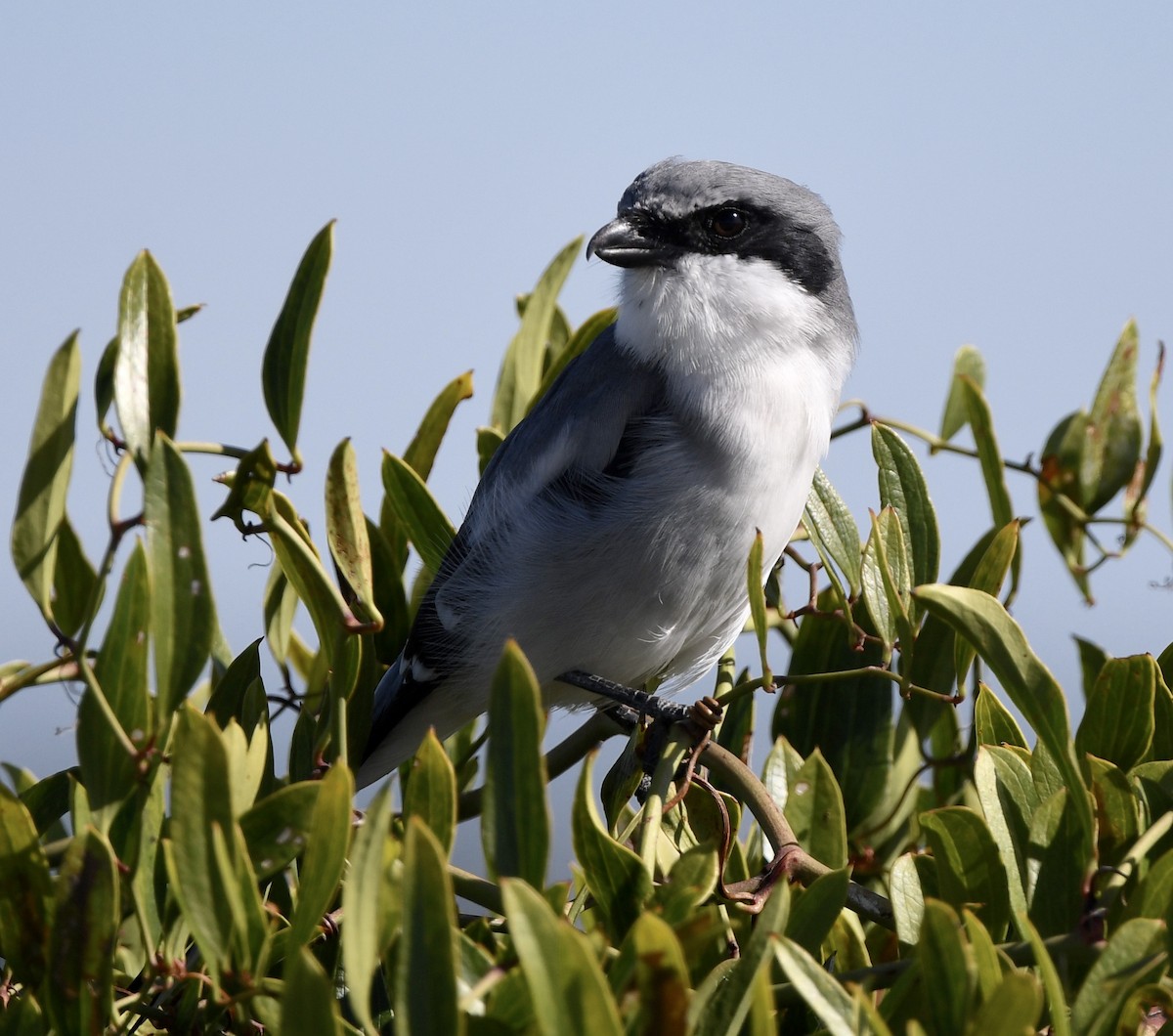 Loggerhead Shrike - ML644019128