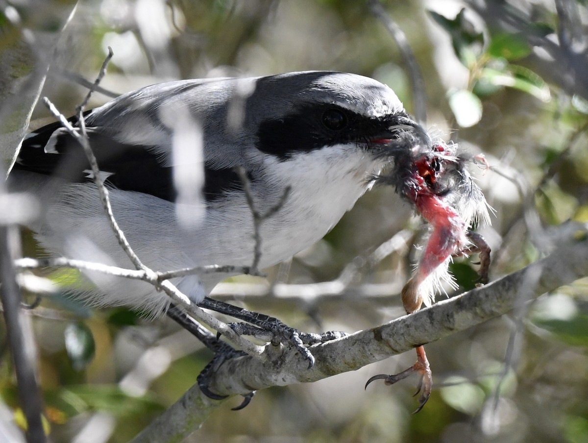 Loggerhead Shrike - ML644019137