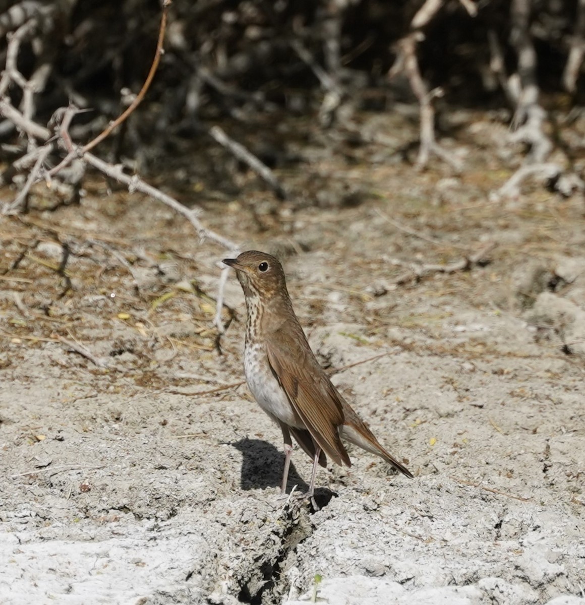 Swainson's Thrush - ML644019145