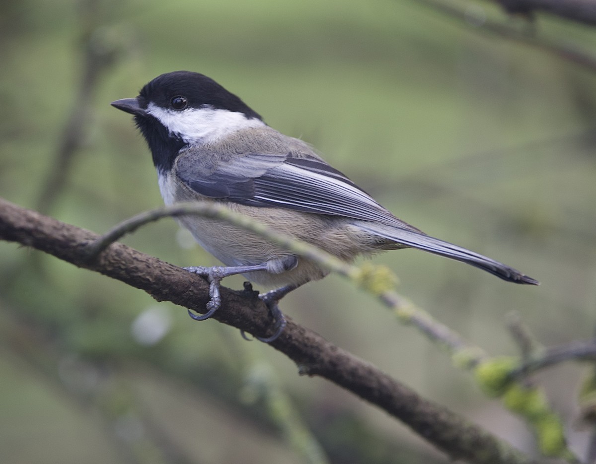 Mésange à tête noire - ML644019176