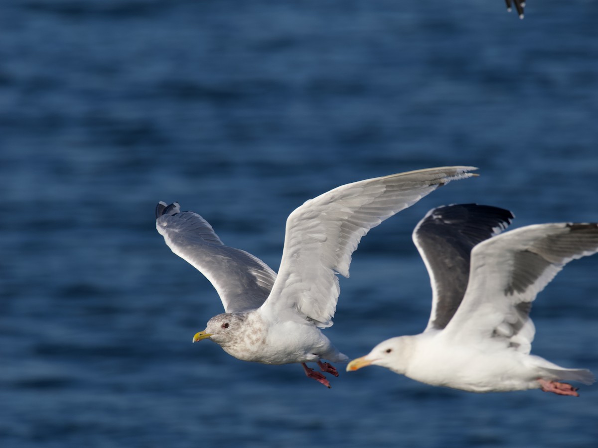 Iceland Gull (Thayer's) - ML644019184