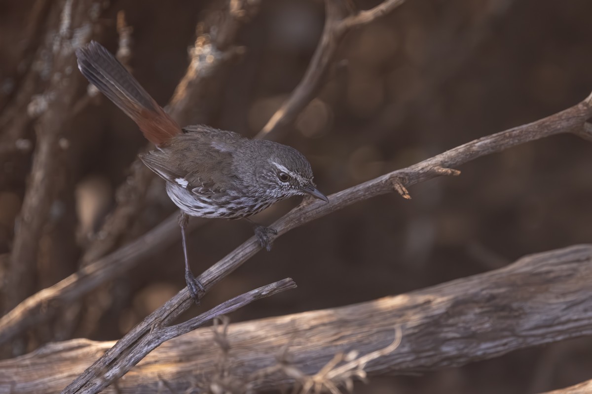 Shy Heathwren - ML644019218