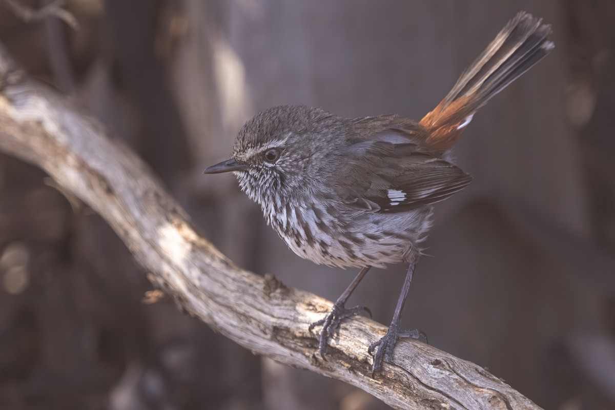 Shy Heathwren - ML644019219