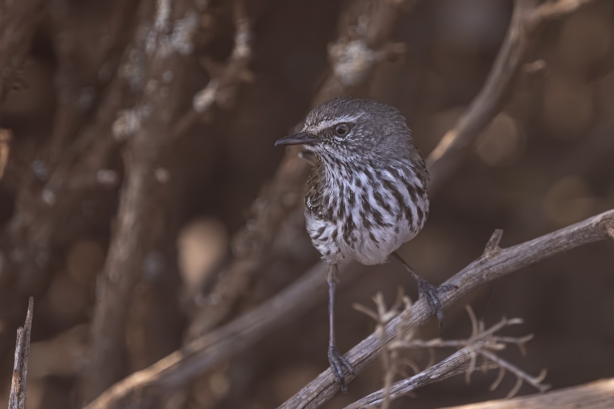 Shy Heathwren - ML644019220