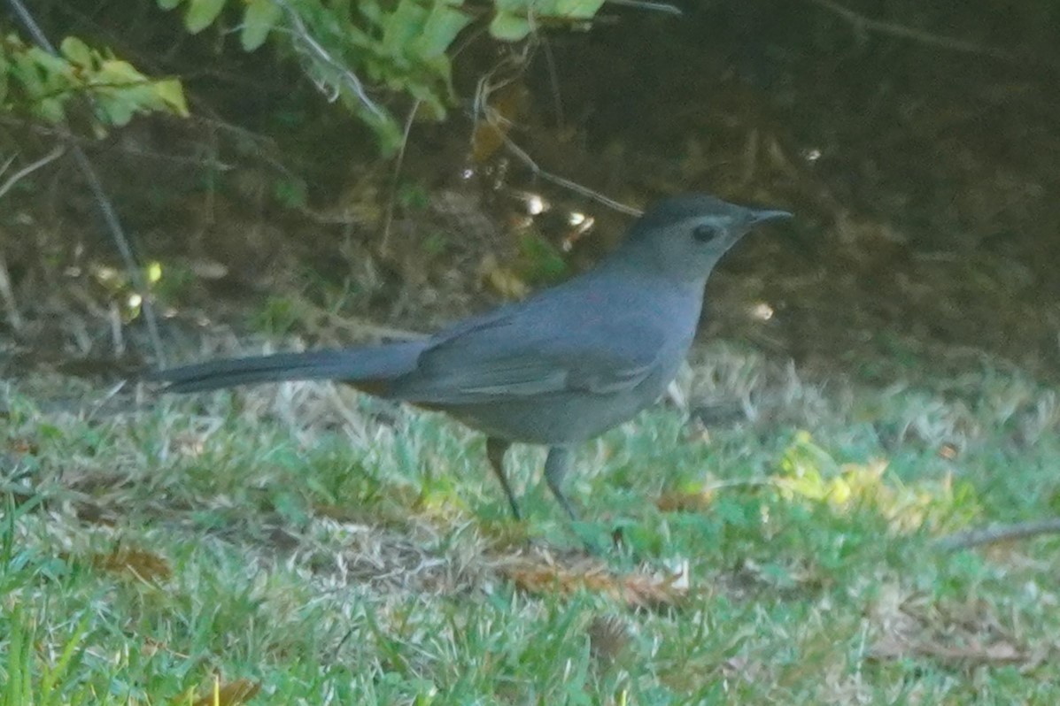 kattespottefugl - ML644019251