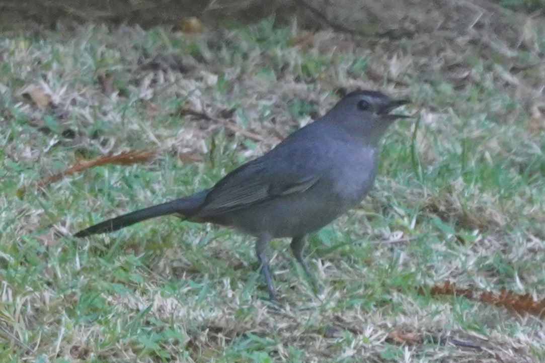 kattespottefugl - ML644019253