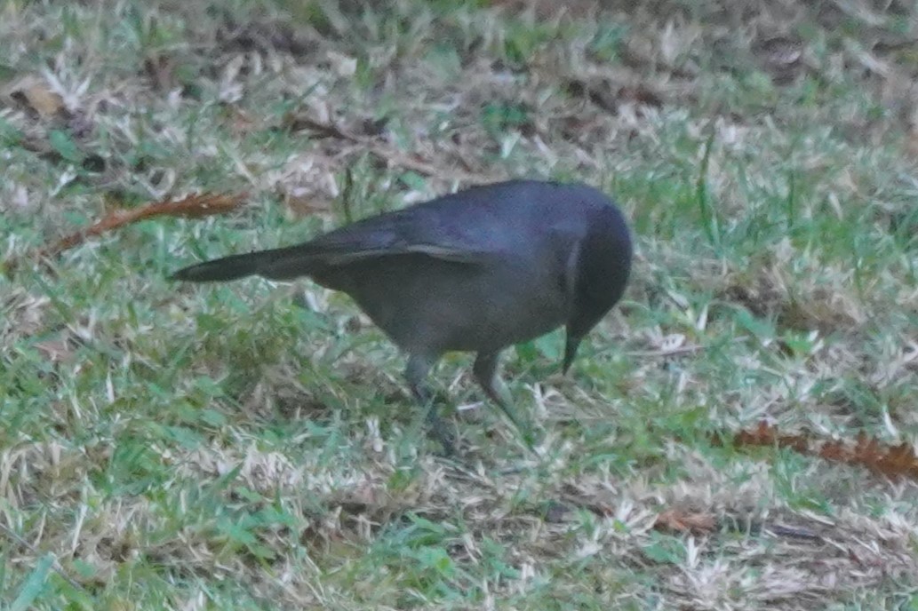 kattespottefugl - ML644019255