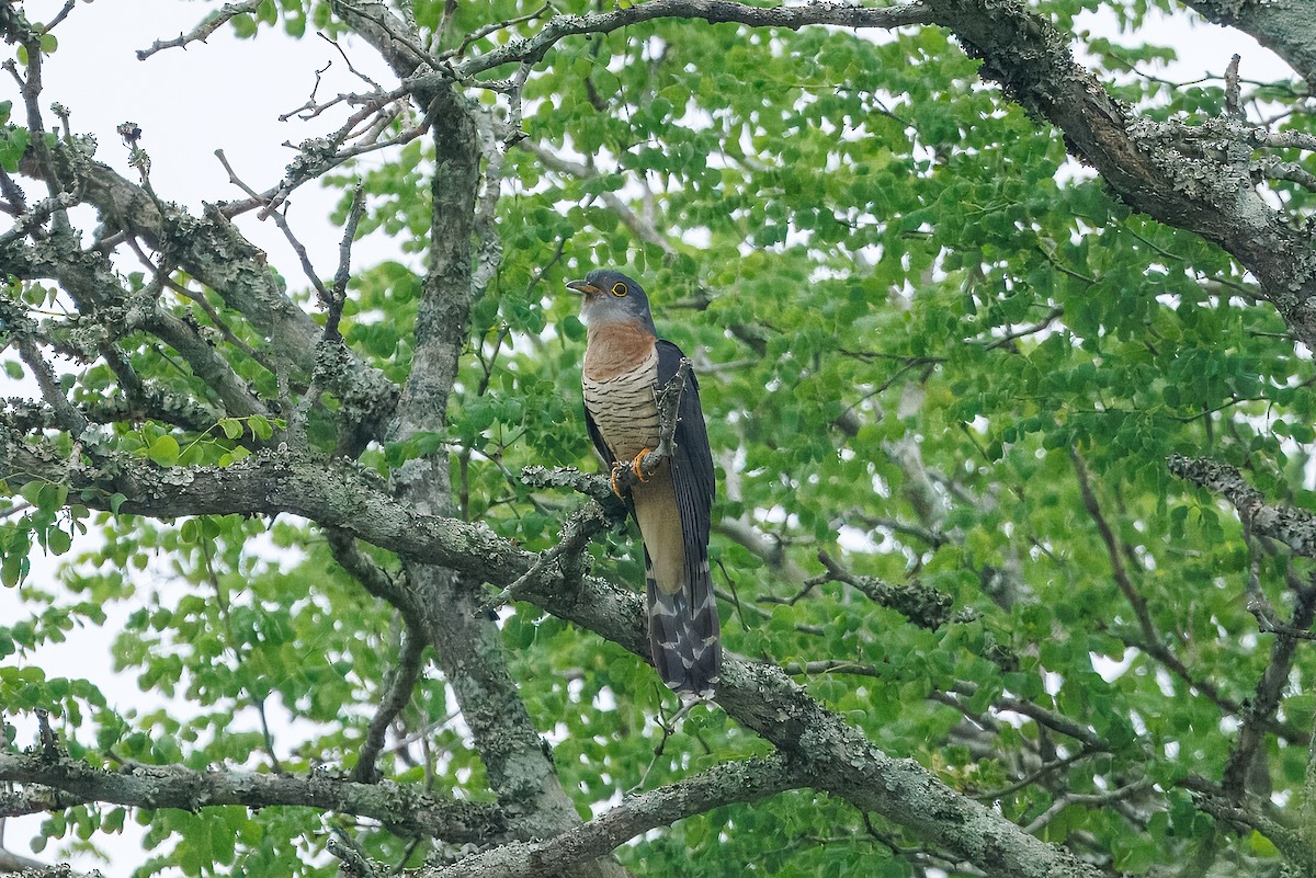 チャムネカッコウ - ML644019282