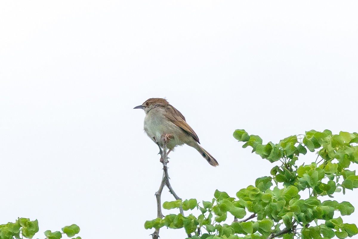 Rattling Cisticola - ML644019331
