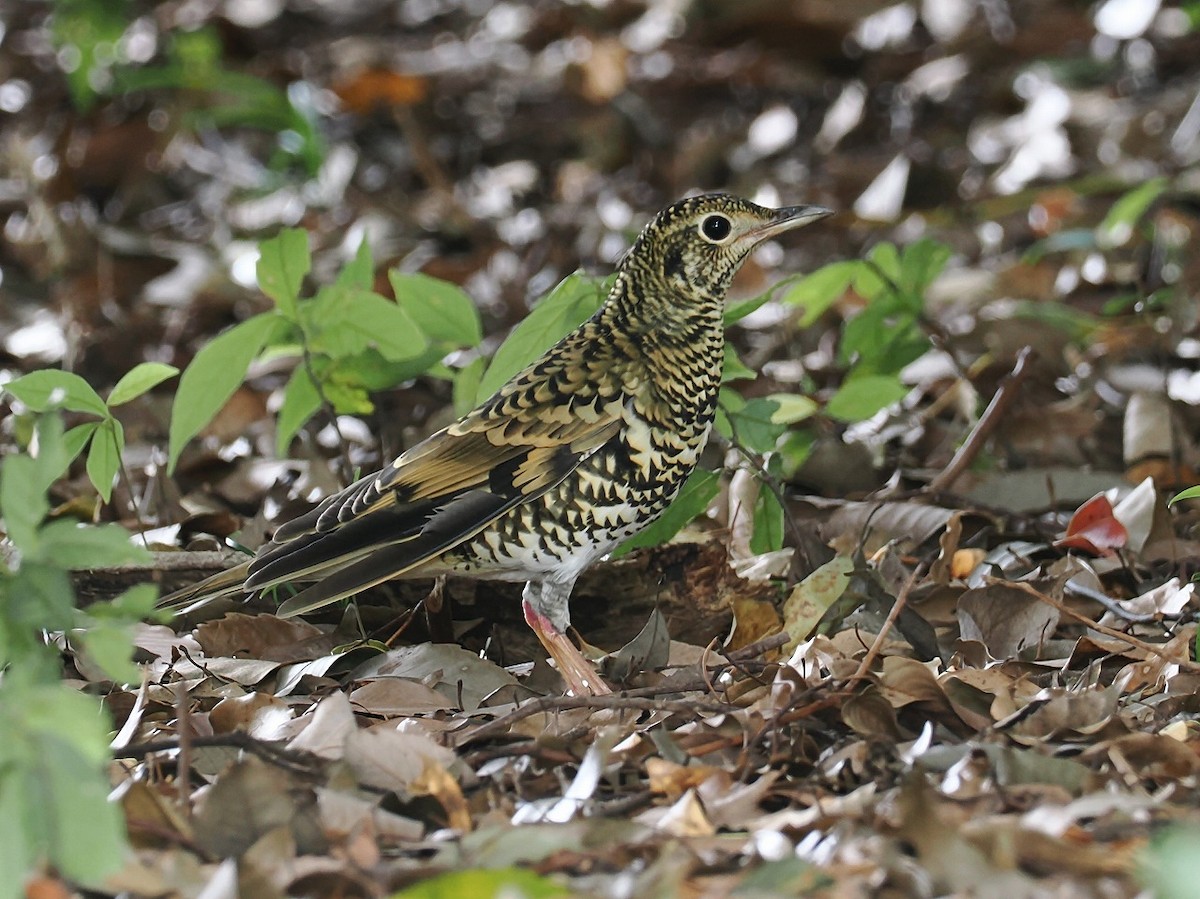 White's Thrush - ML644019346