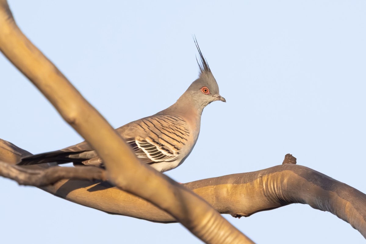 Crested Pigeon - ML644019364