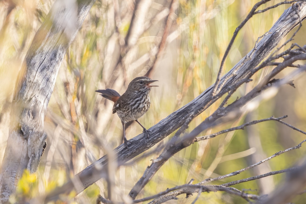 Shy Heathwren - ML644019367