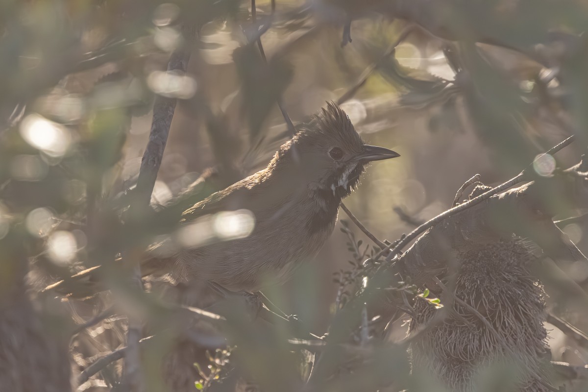 Western Whipbird (Black-throated) - ML644019369