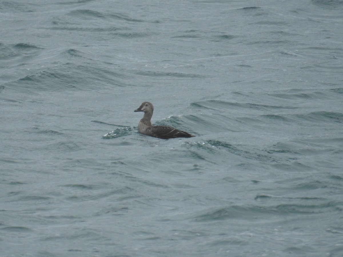 Пухівка горбатодзьоба - ML644019374