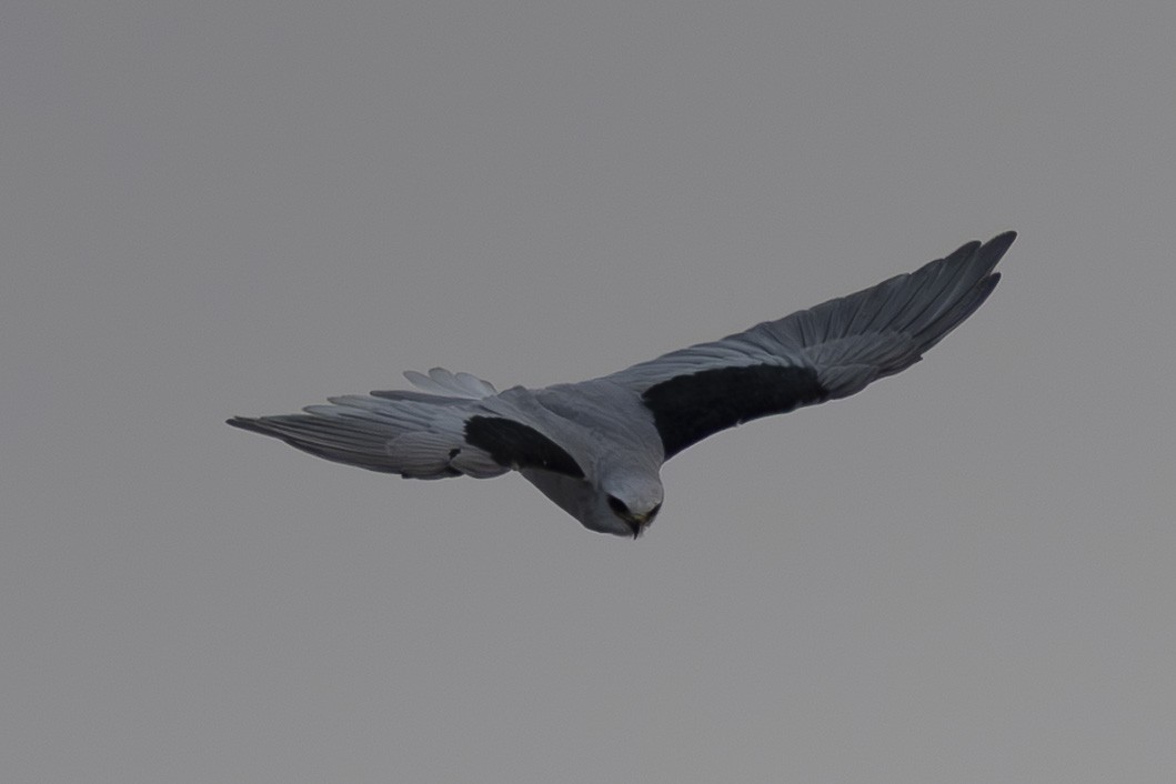 hvithaleglente - ML644019404