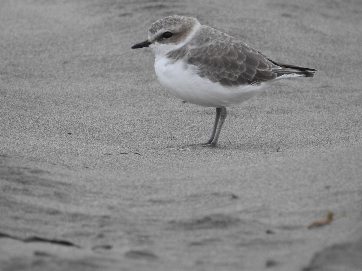 Пісочник американський - ML644019431