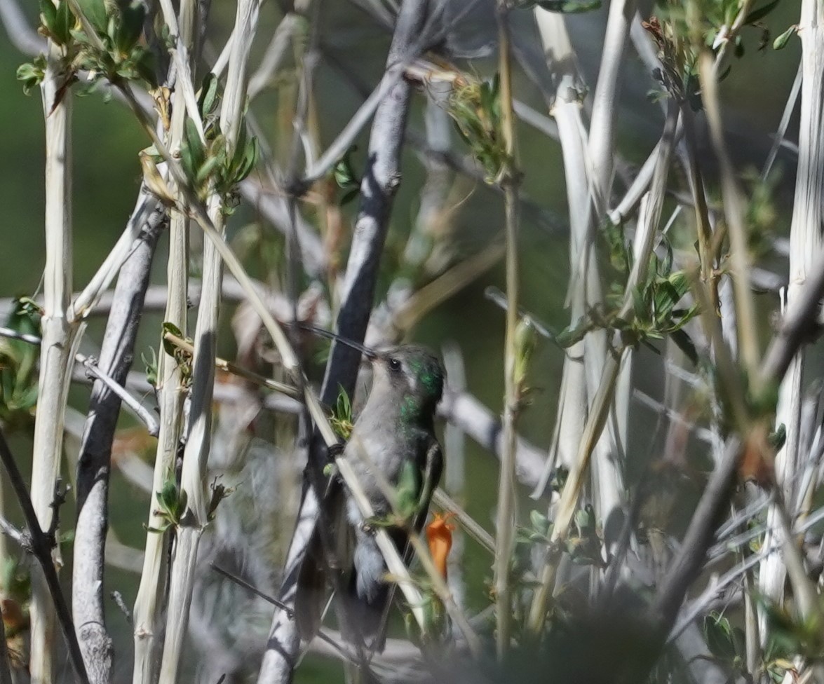 Broad-billed Hummingbird - ML644019434