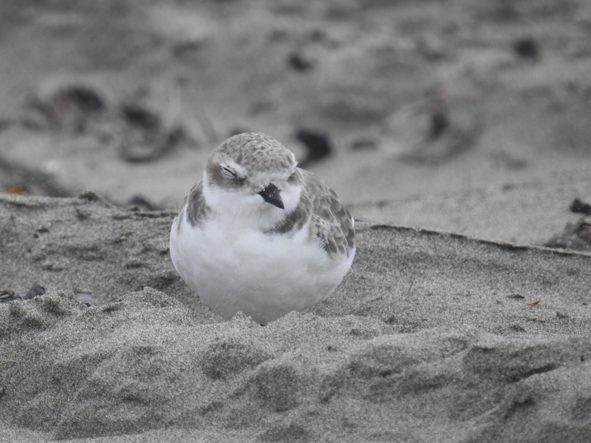Пісочник американський - ML644019448