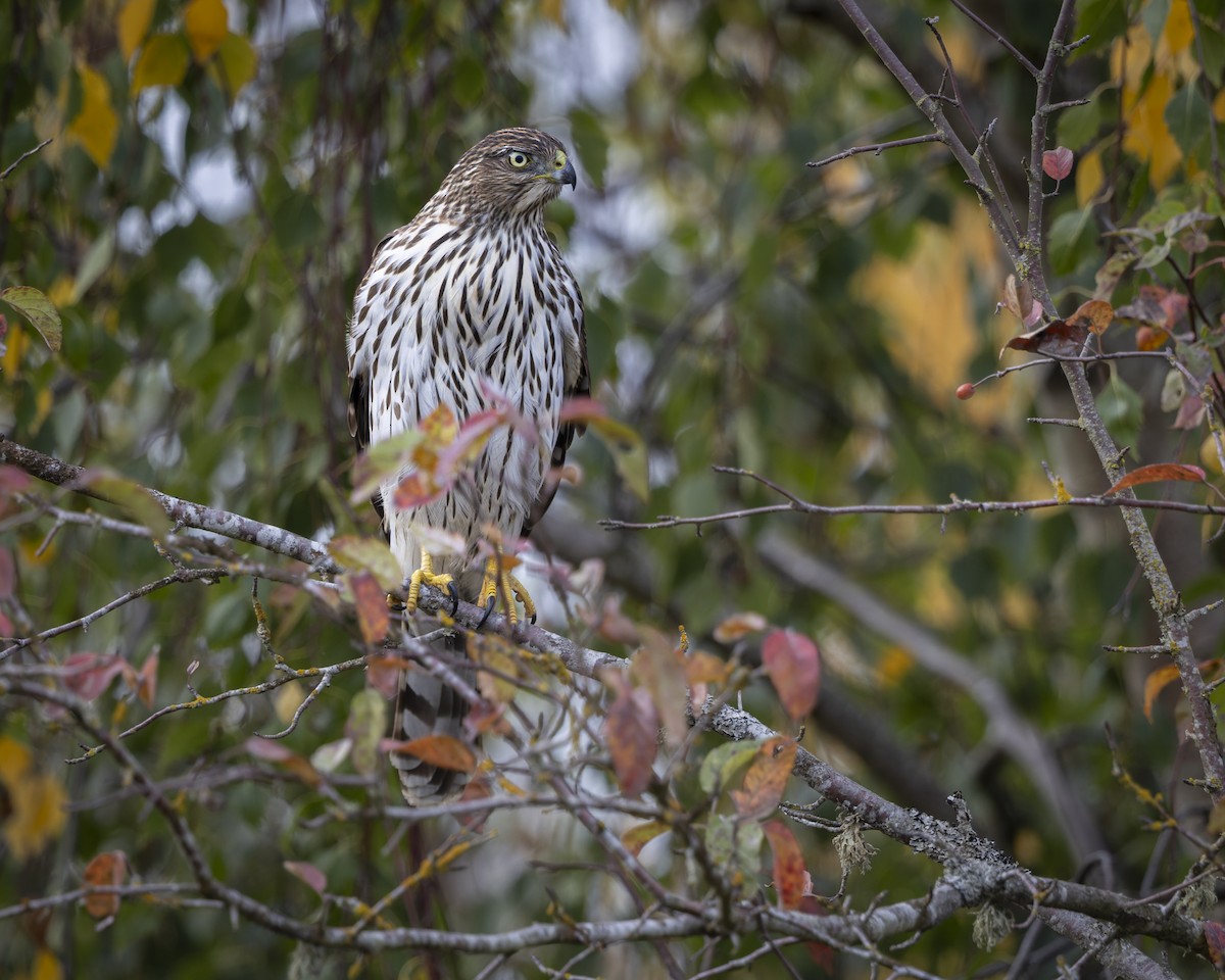 Cooper's Hawk - ML644019450