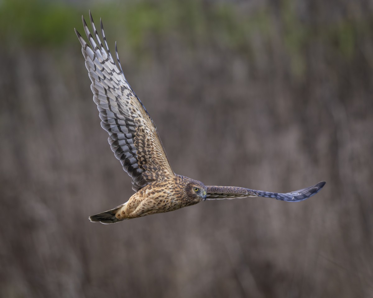 Northern Harrier - ML644019457